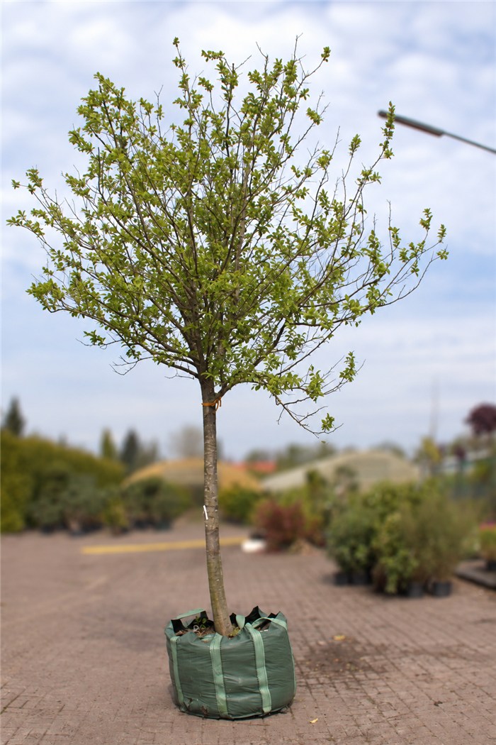 Zwetschenbaum
